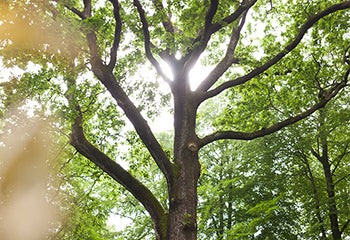 Matured in oak sourced from the historic Argonne Forest, the perpetual reserve develops added texture, depth and quiet complexity over time.